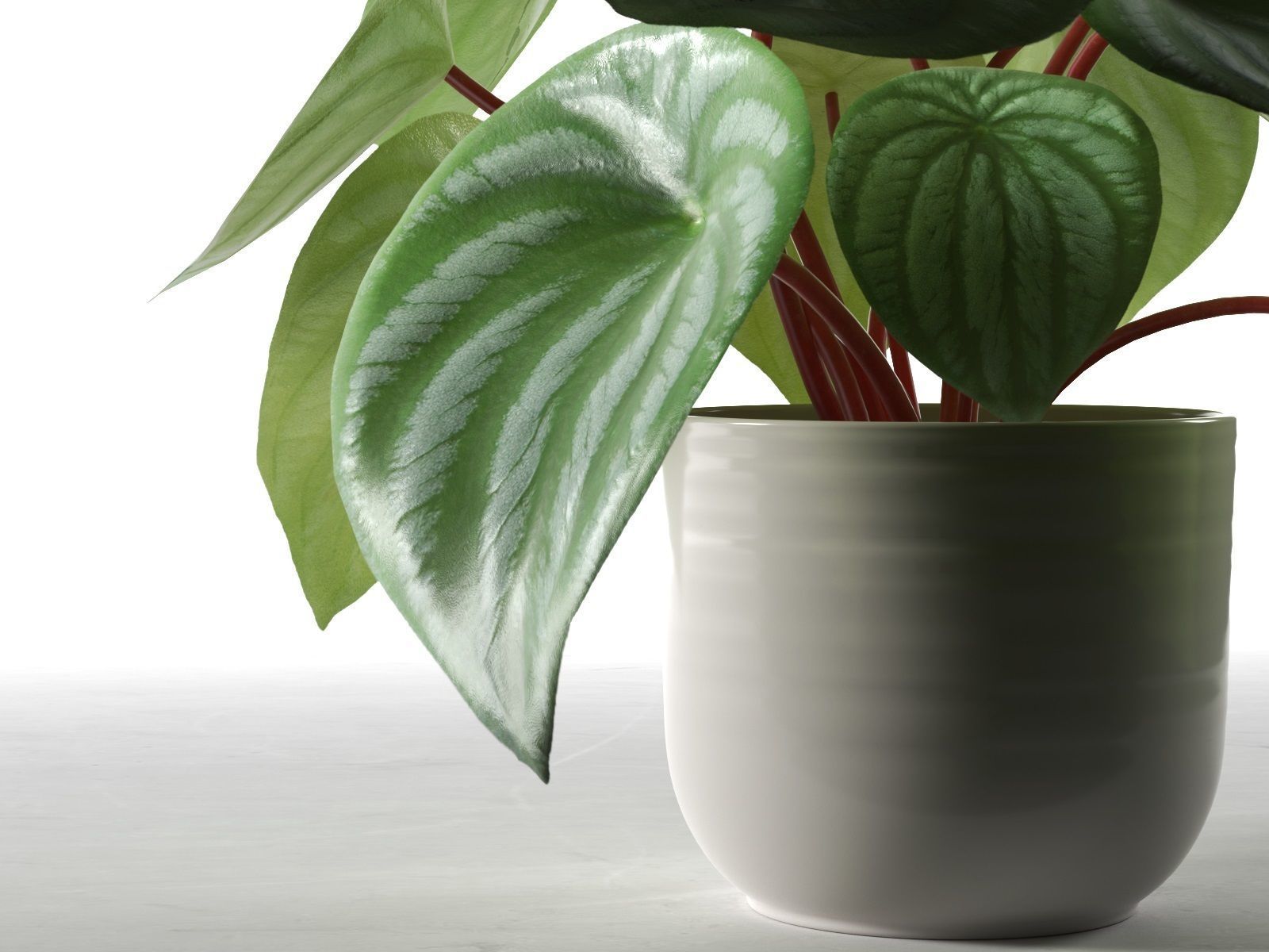 Peperomia Argyreia in Pot 3D model_1