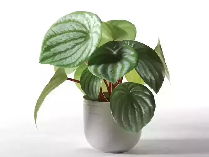 Peperomia Argyreia in Pot 3D model Peperomia Argyreia in Pot 3D model