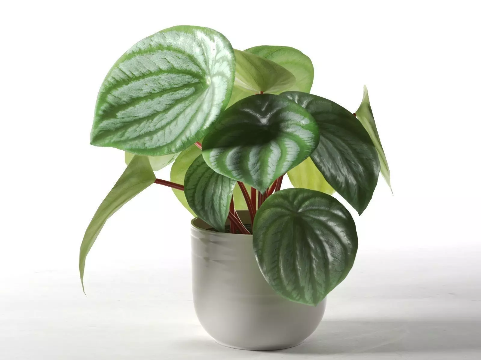Peperomia Argyreia in Pot 3D model_0