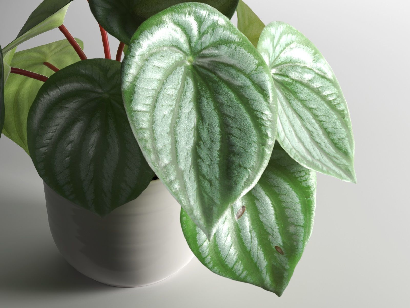 Peperomia Argyreia in Pot 3D model_2