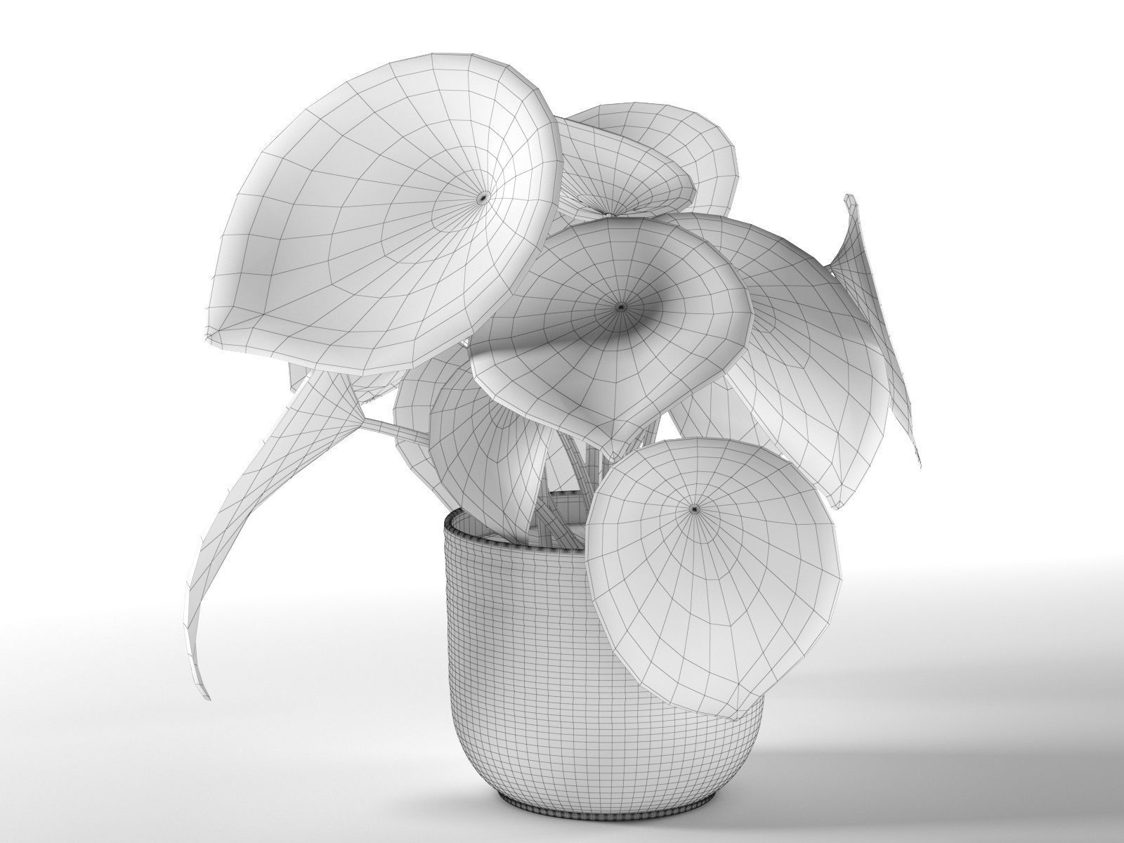 Peperomia Argyreia in Pot 3D model_3