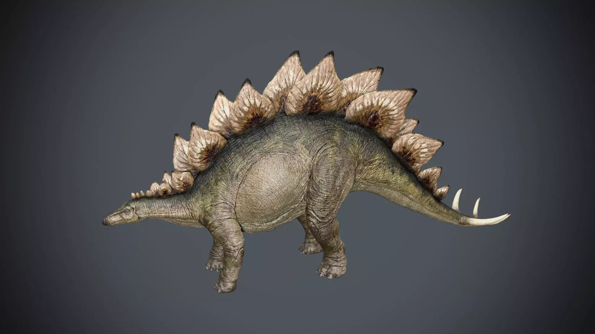 Stegosaurus- Maya Low-poly 3D model_0