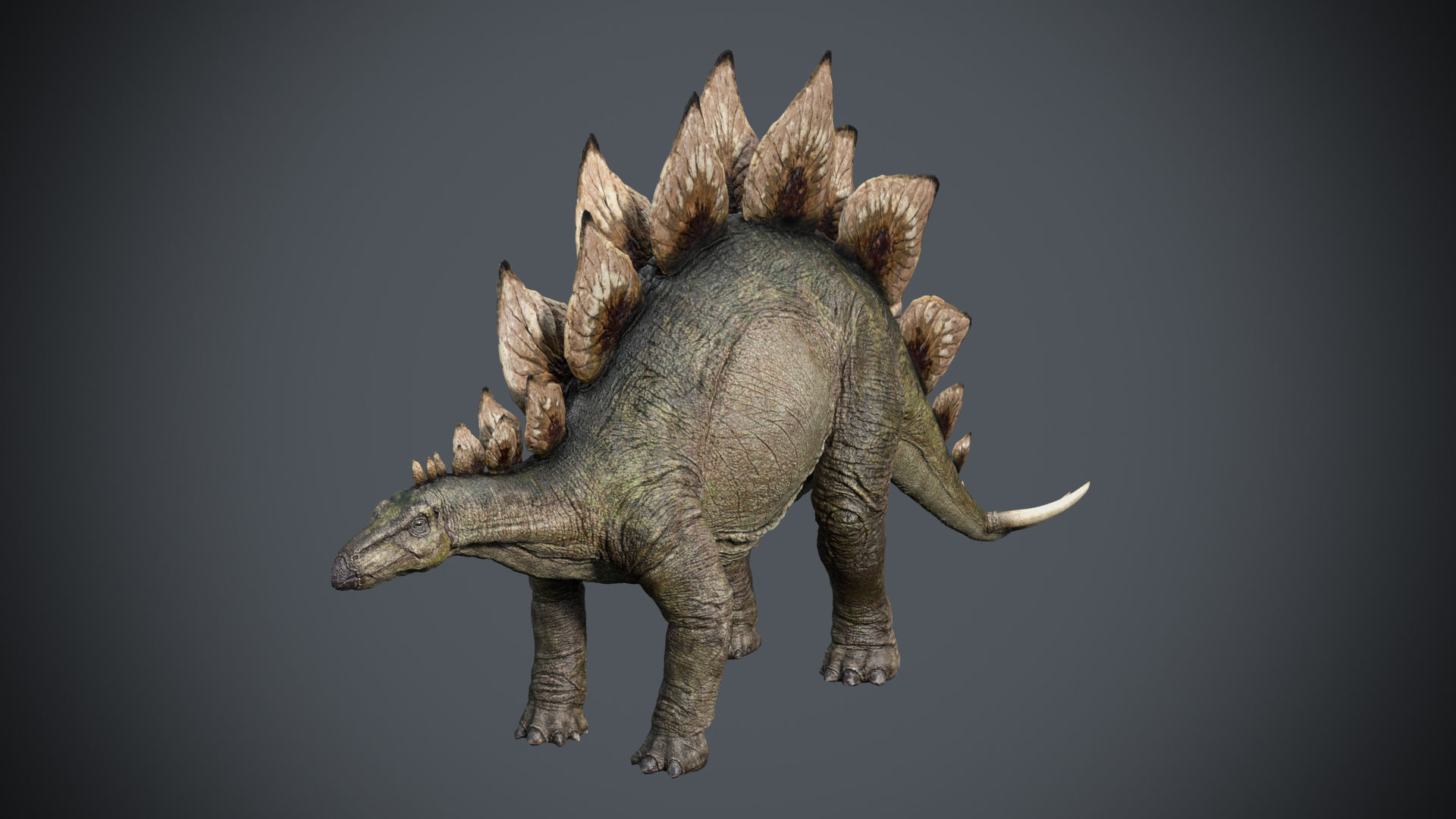 Stegosaurus- Maya Low-poly 3D model_2