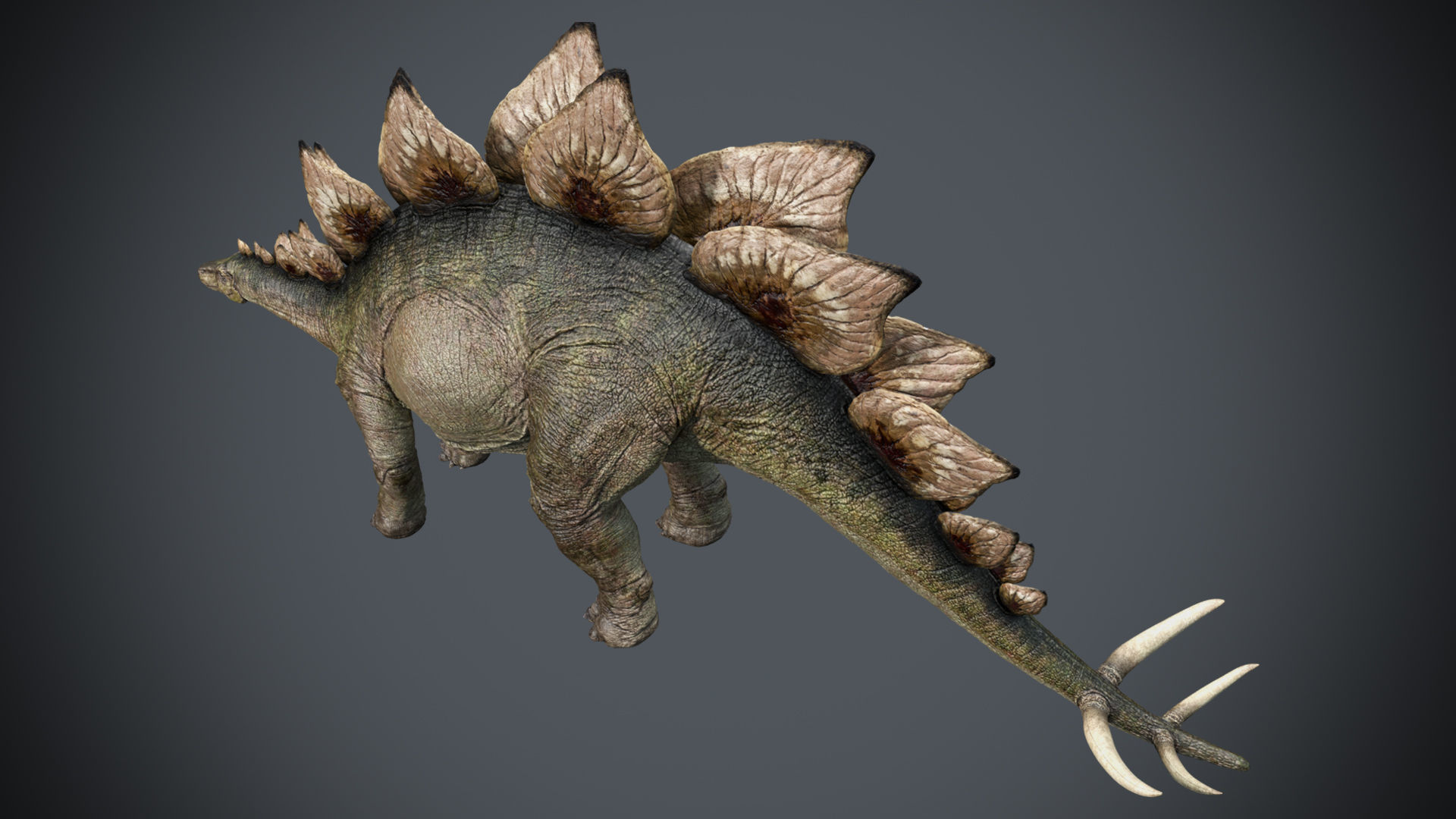 Stegosaurus- Maya Low-poly 3D model_3