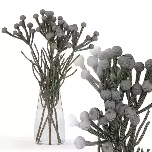 Brunia flowers in vase