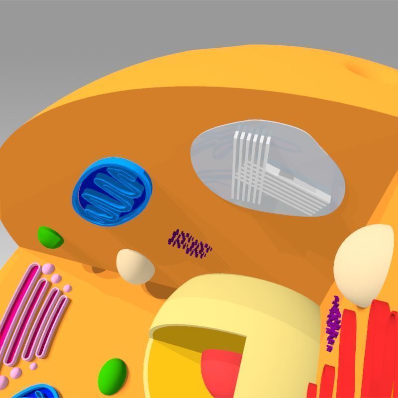 Animal Cell 3D model_18