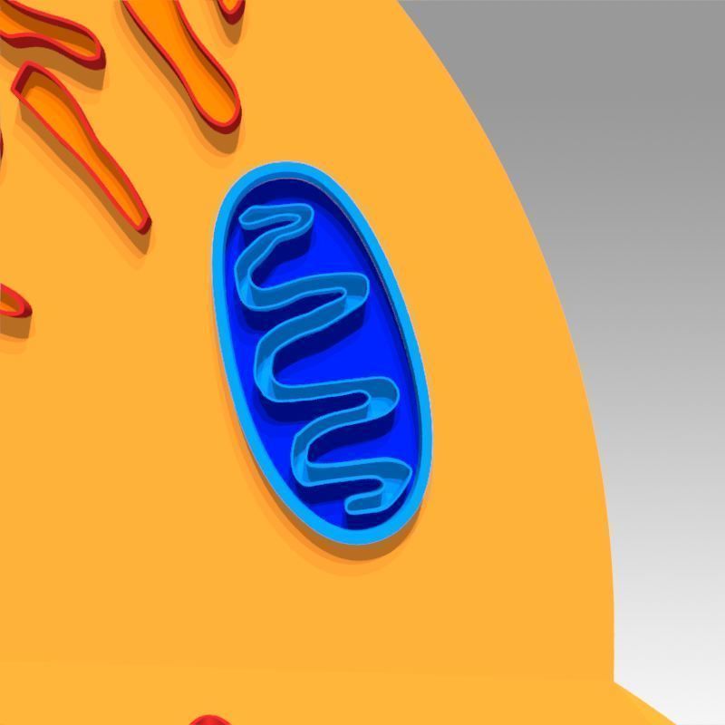 Animal Cell 3D model_17