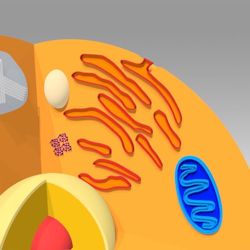 Animal Cell 3D model_16