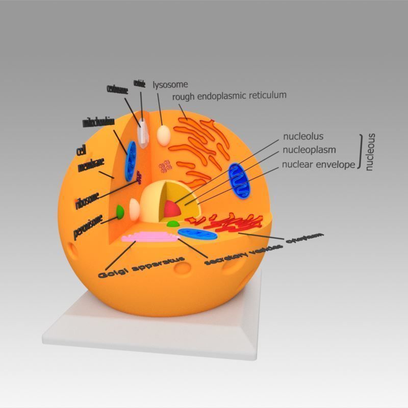 Animal Cell 3D model_4