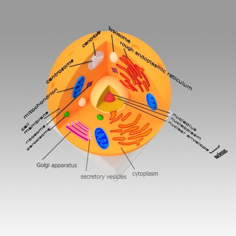 Animal Cell 3D model_8