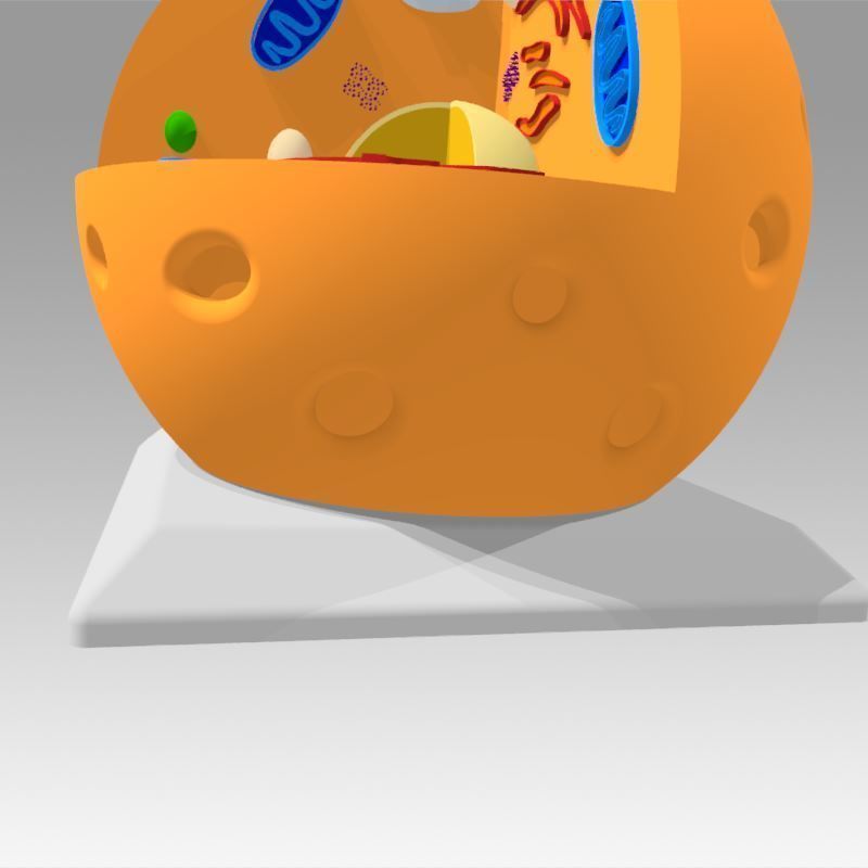 Animal Cell 3D model_20