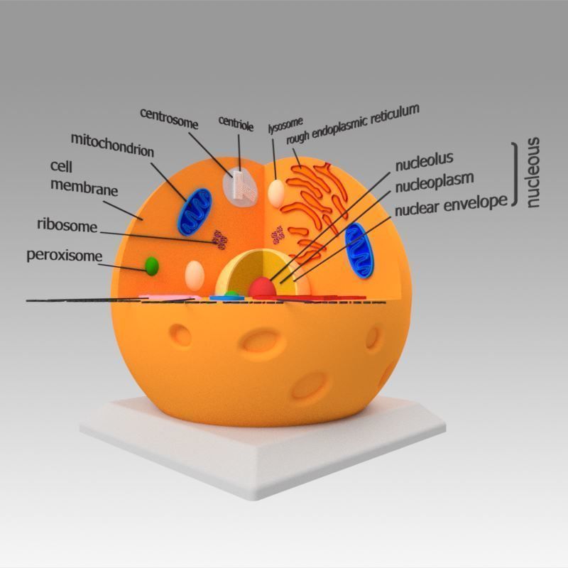 Animal Cell 3D model_2