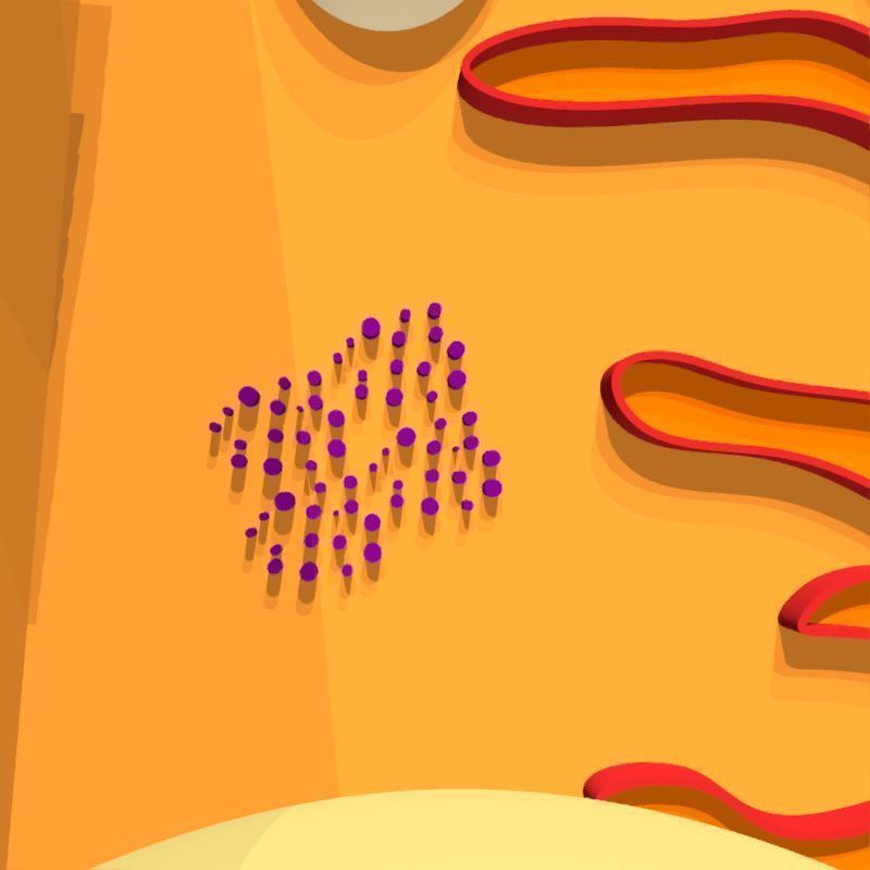 Animal Cell 3D model_19