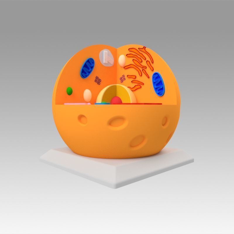 Animal Cell 3D model_11