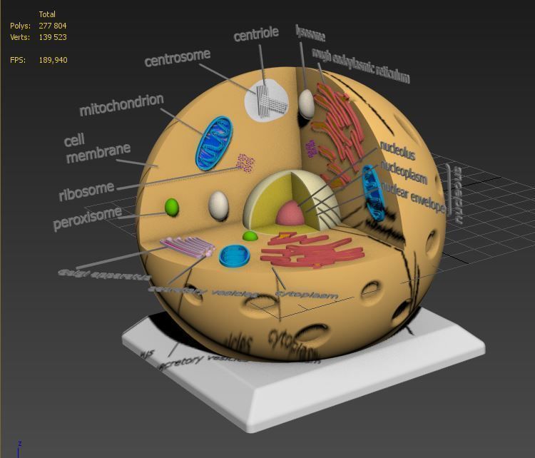 Animal Cell 3D model_21