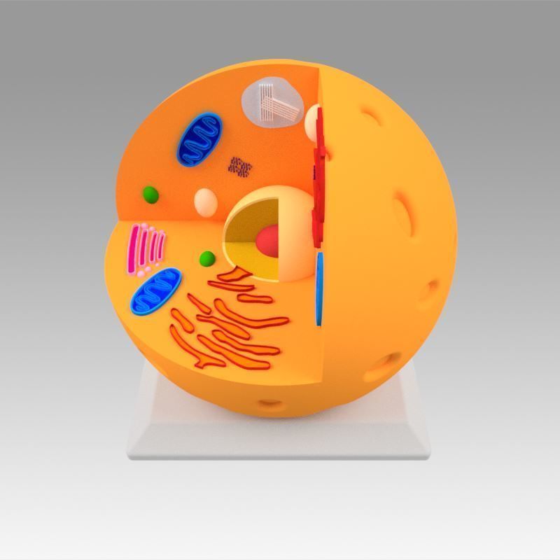 Animal Cell 3D model_13
