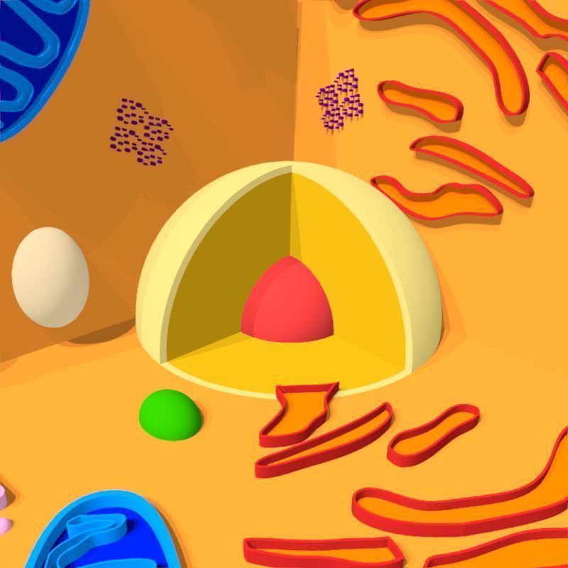 Animal Cell 3D model_14