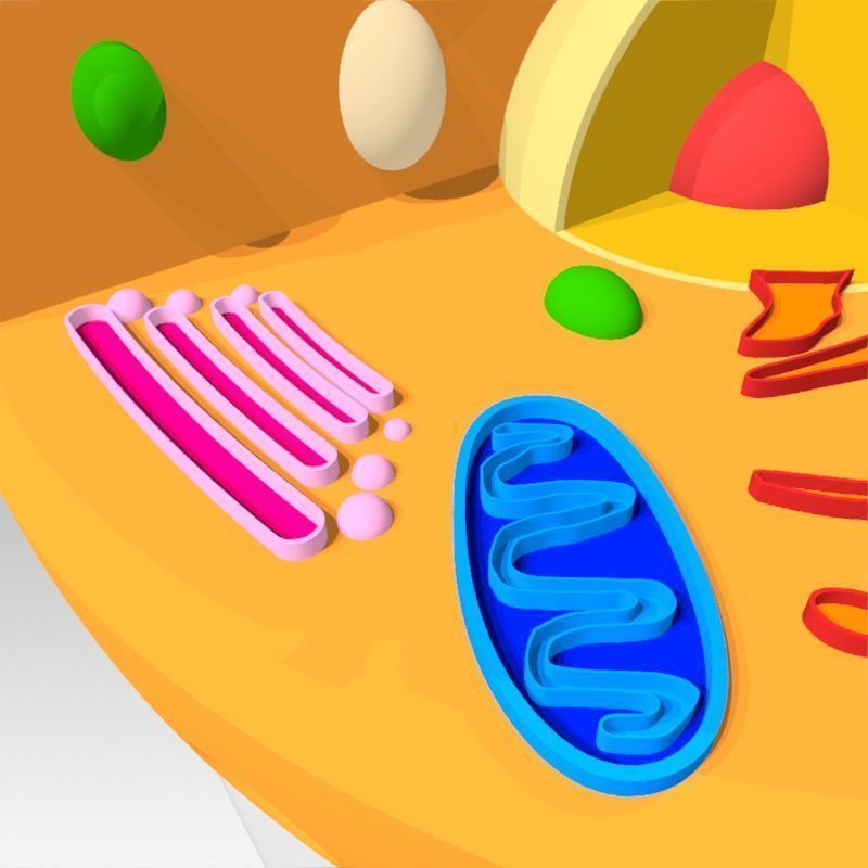 Animal Cell 3D model_15