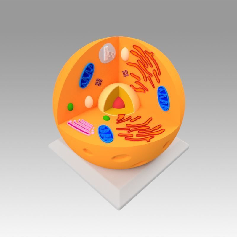 Animal Cell 3D model_10
