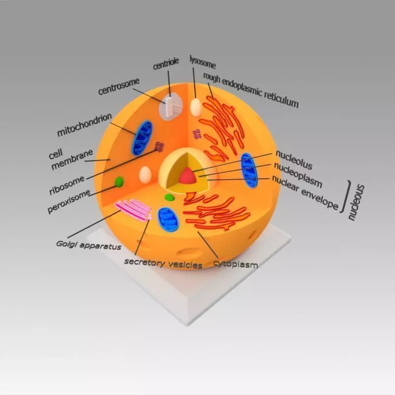 Animal Cell 3D model_0