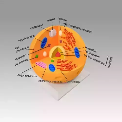 Animal Cell 3D model