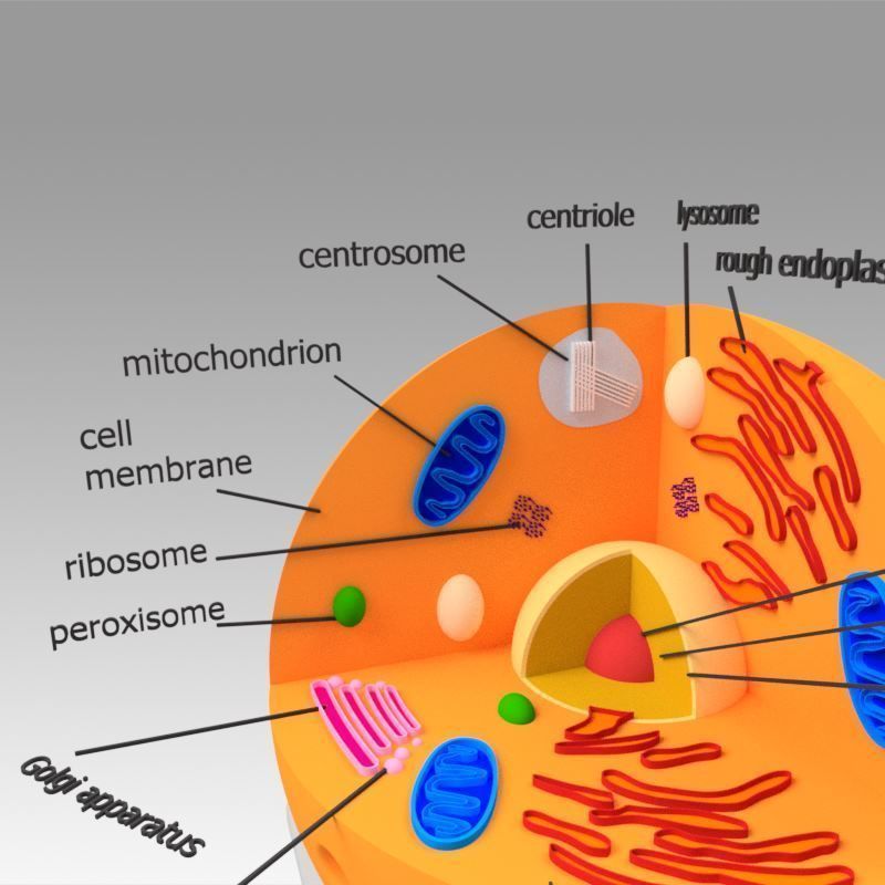 Animal Cell 3D model_5