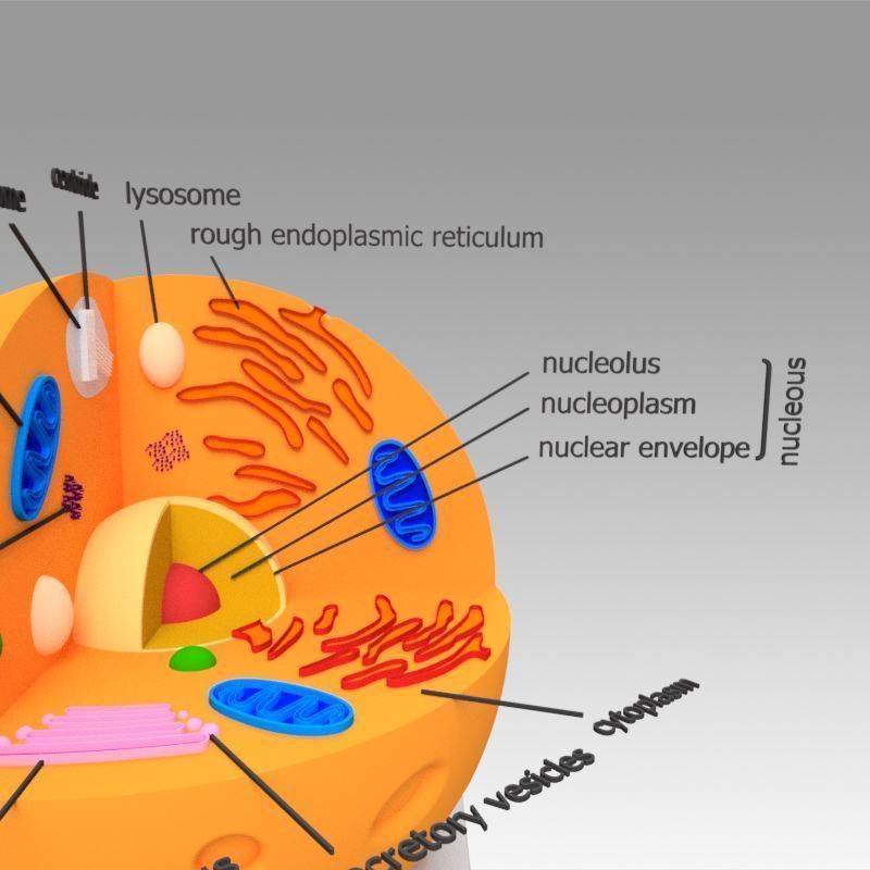 Animal Cell 3D model_6