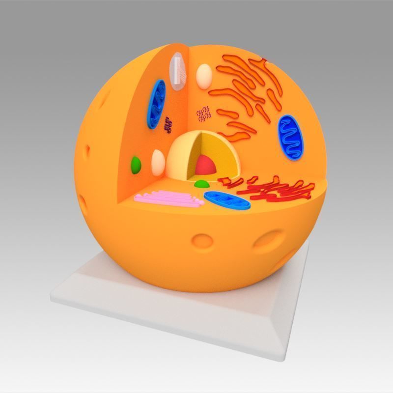 Animal Cell 3D model_12