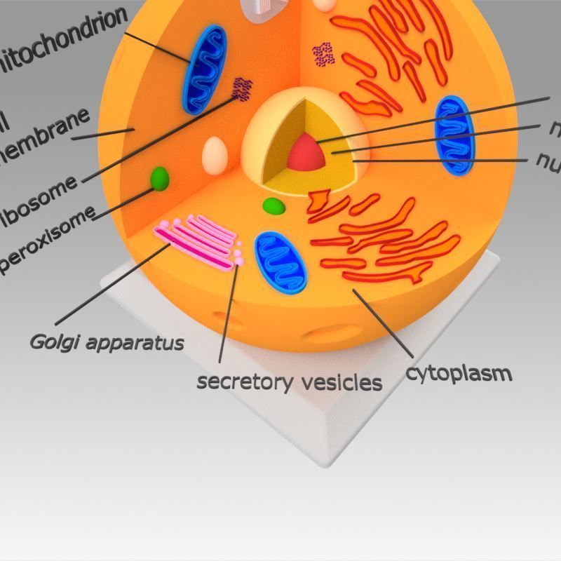 Animal Cell 3D model_7
