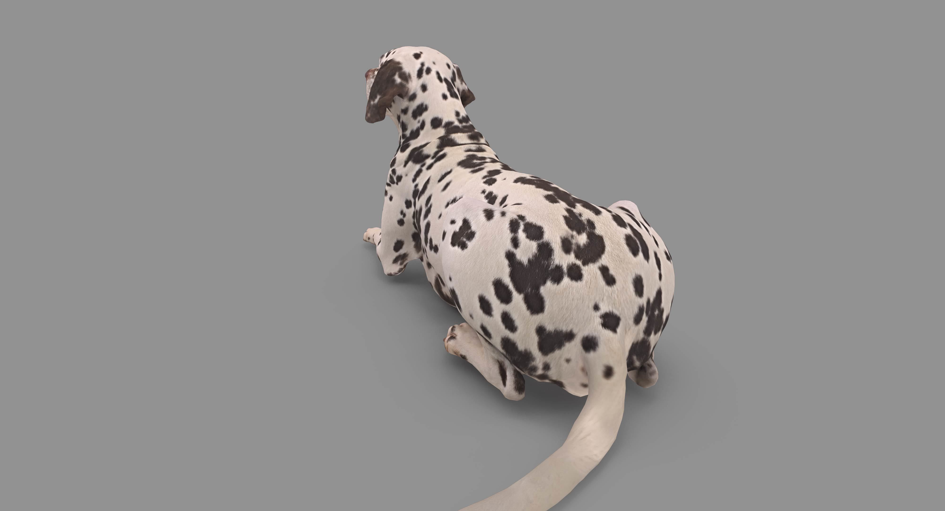 Dalmatian Lying Dog Low-poly 3D model_111