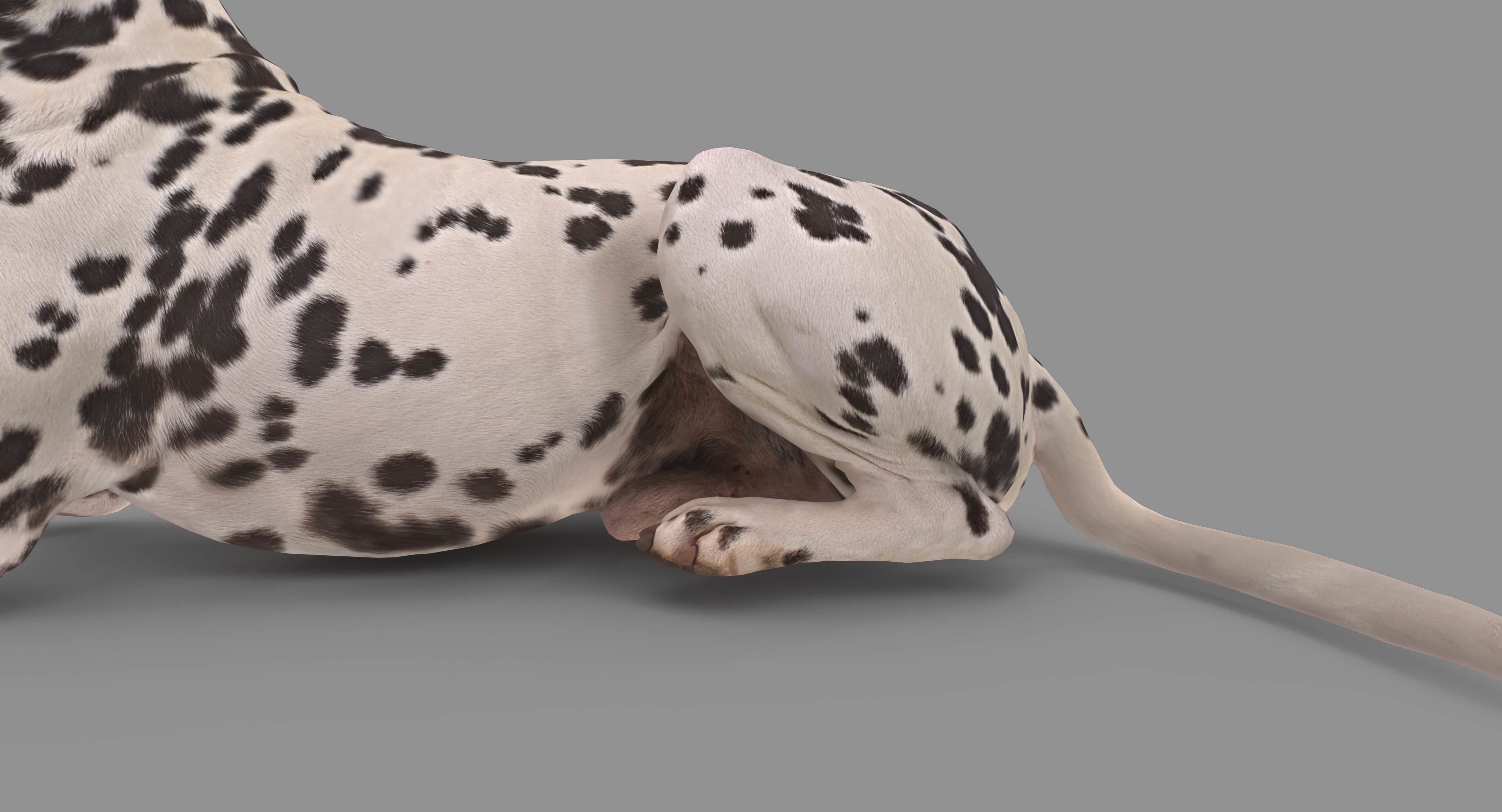 Dalmatian Lying Dog Low-poly 3D model_115
