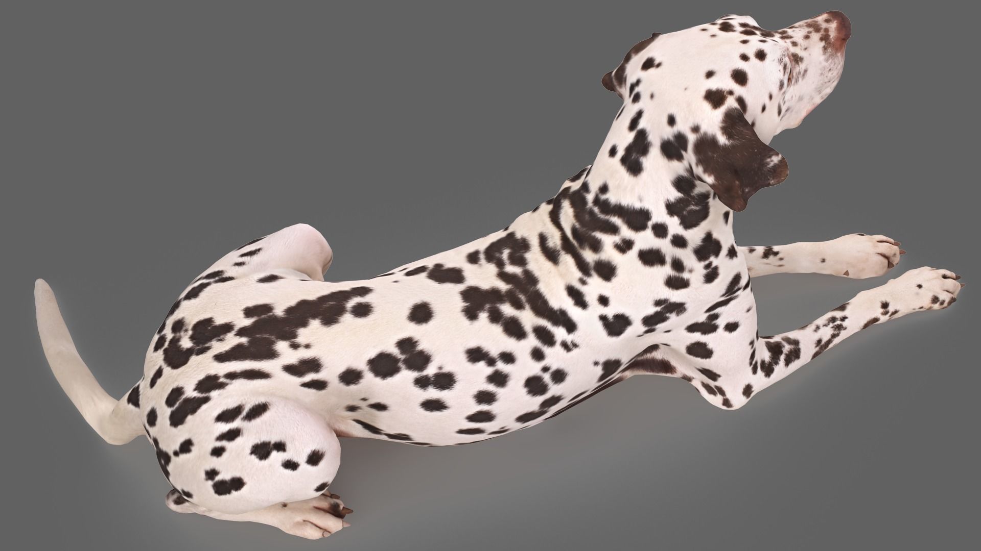 Dalmatian Lying Dog Low-poly 3D model_2