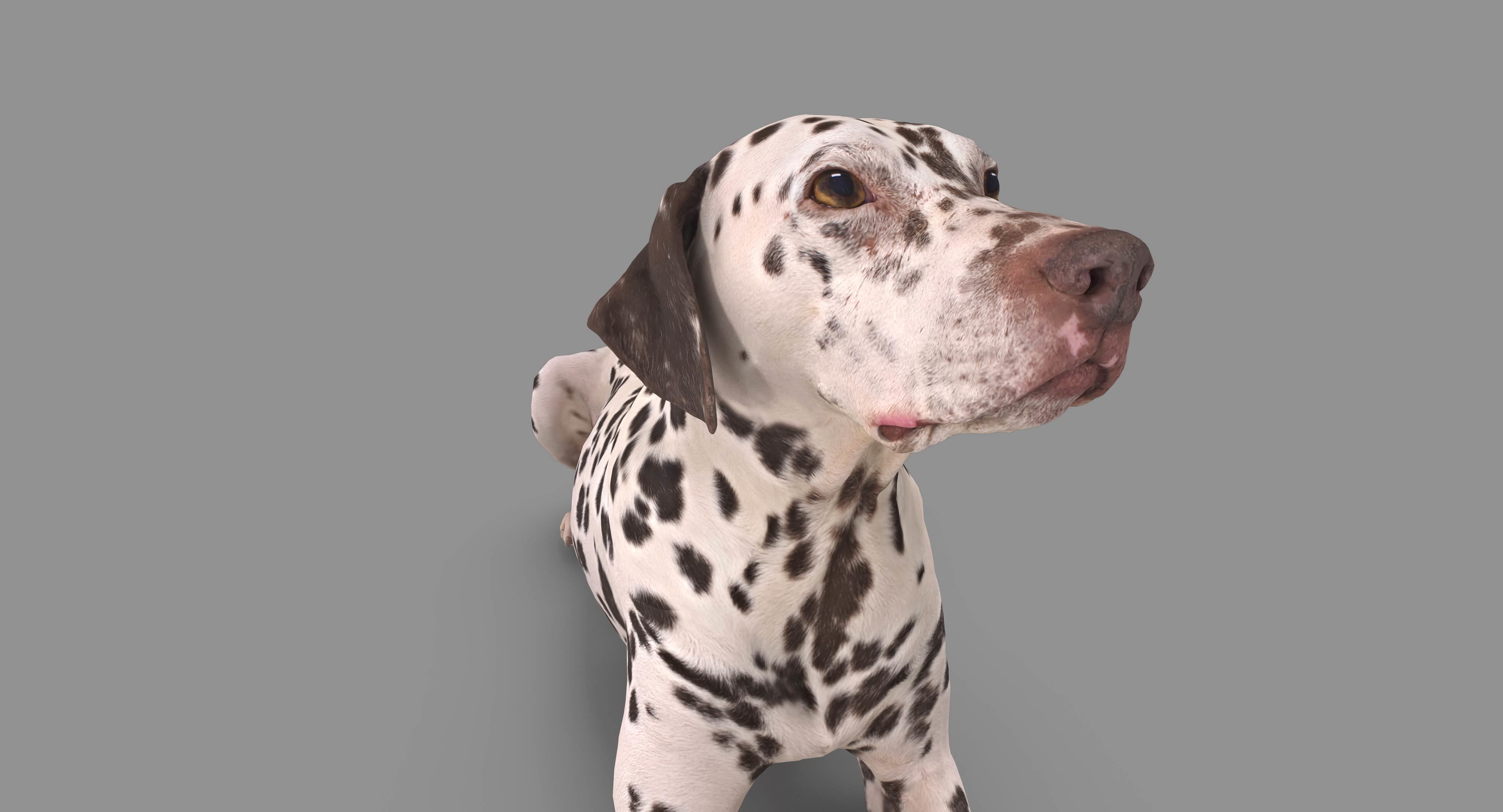Dalmatian Lying Dog Low-poly 3D model_97