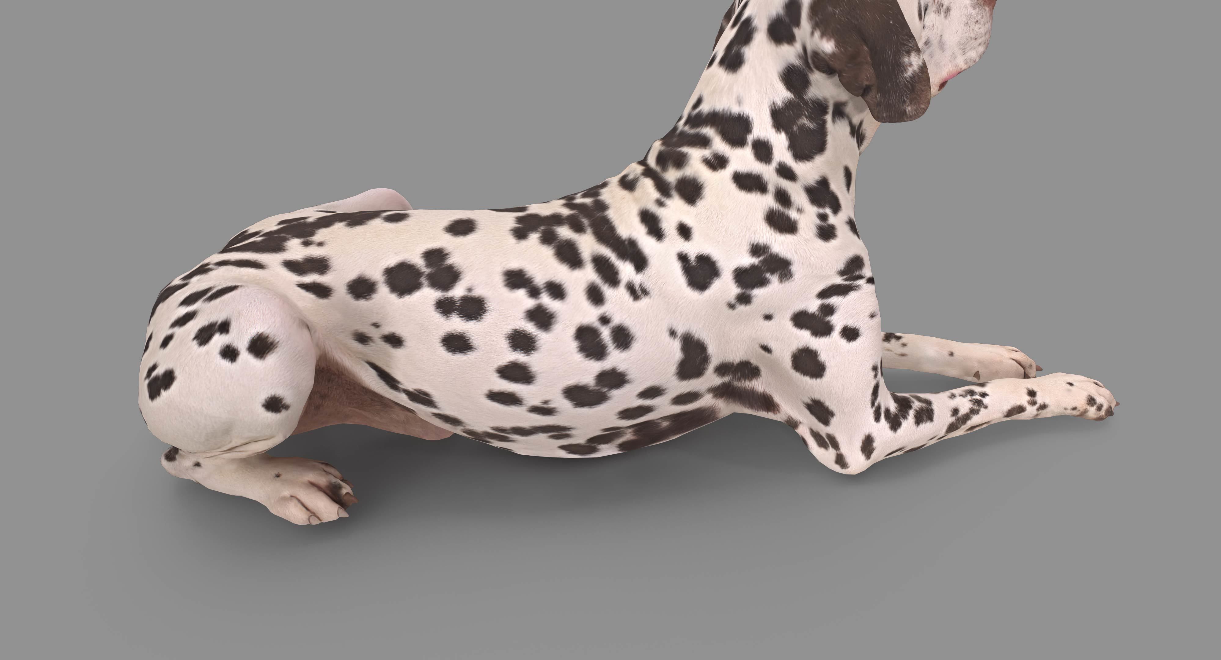 Dalmatian Lying Dog Low-poly 3D model_113