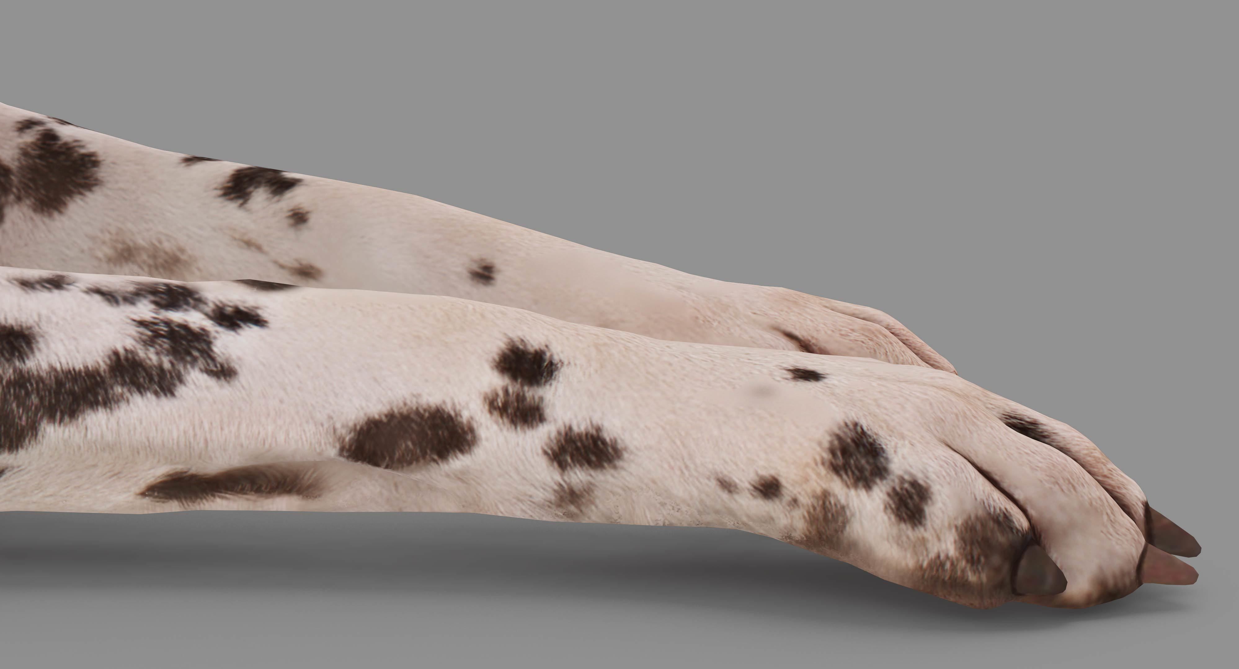 Dalmatian Lying Dog Low-poly 3D model_15