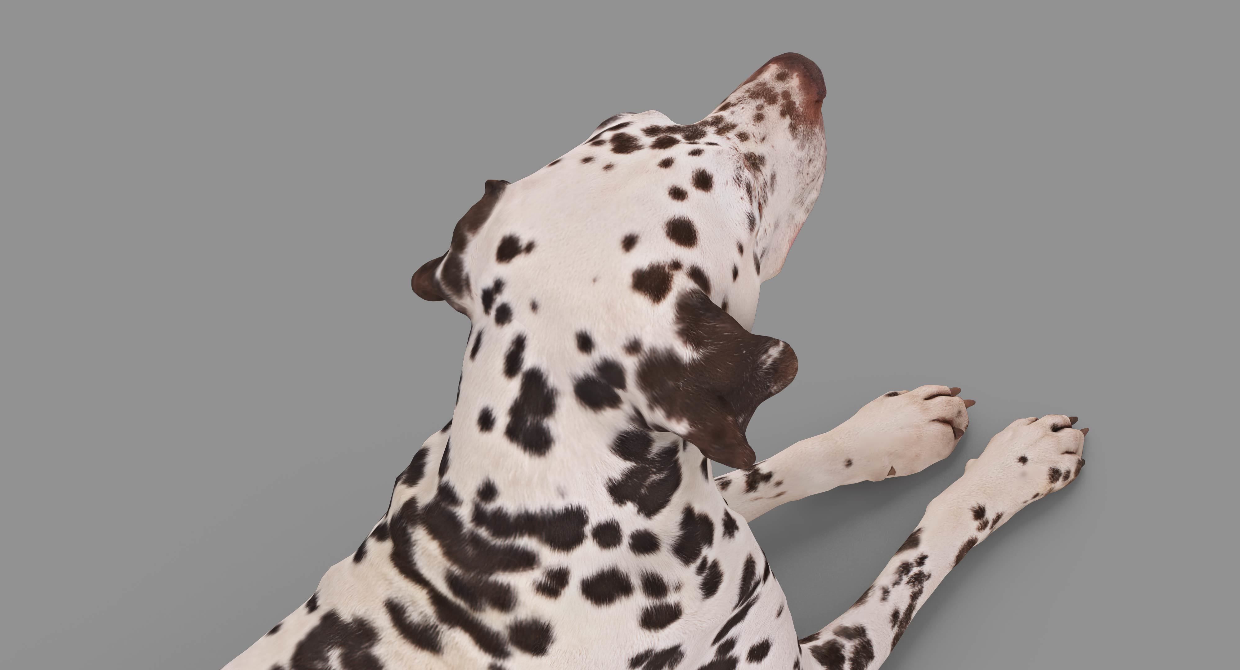 Dalmatian Lying Dog Low-poly 3D model_27