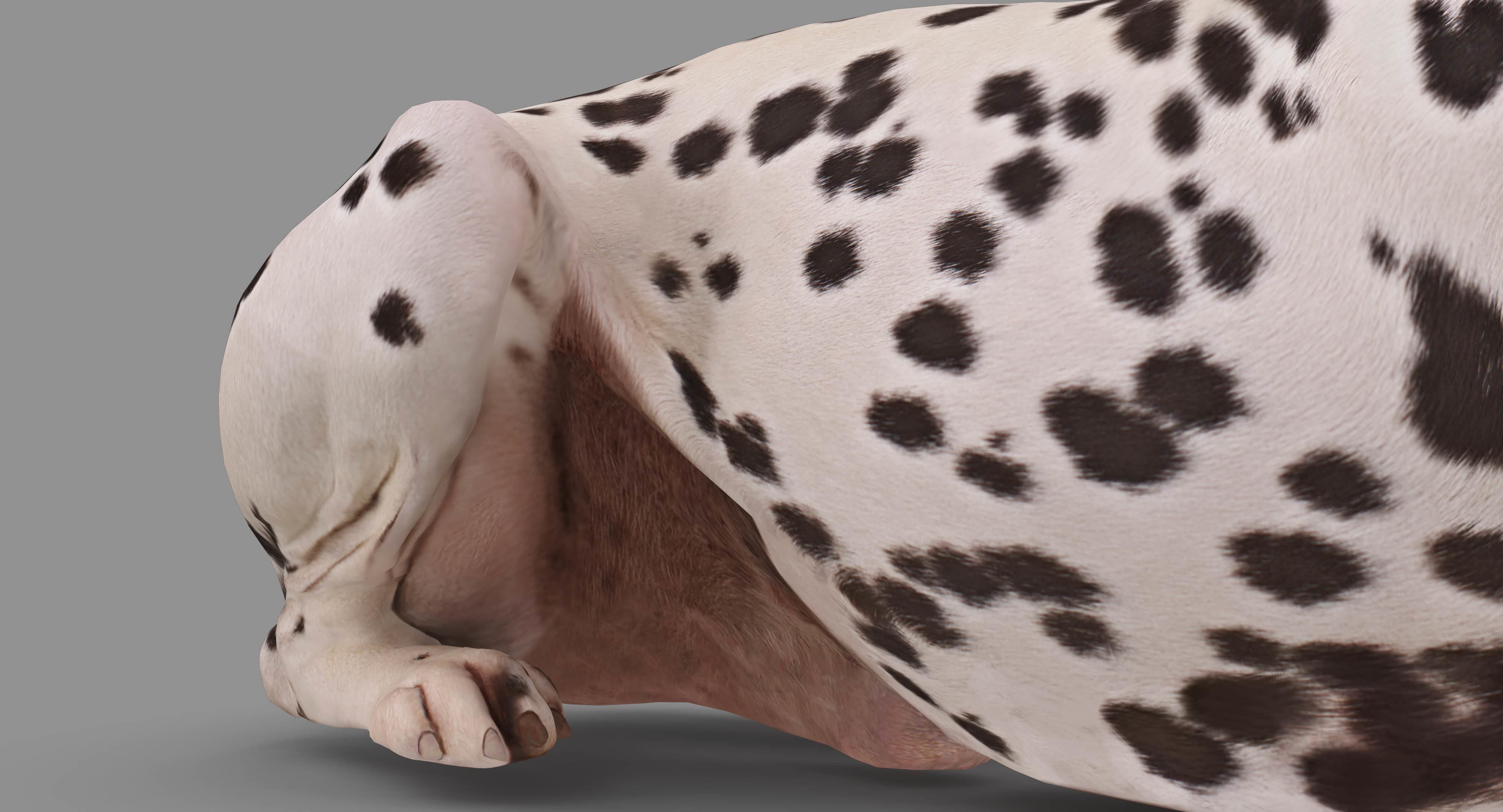 Dalmatian Lying Dog Low-poly 3D model_29