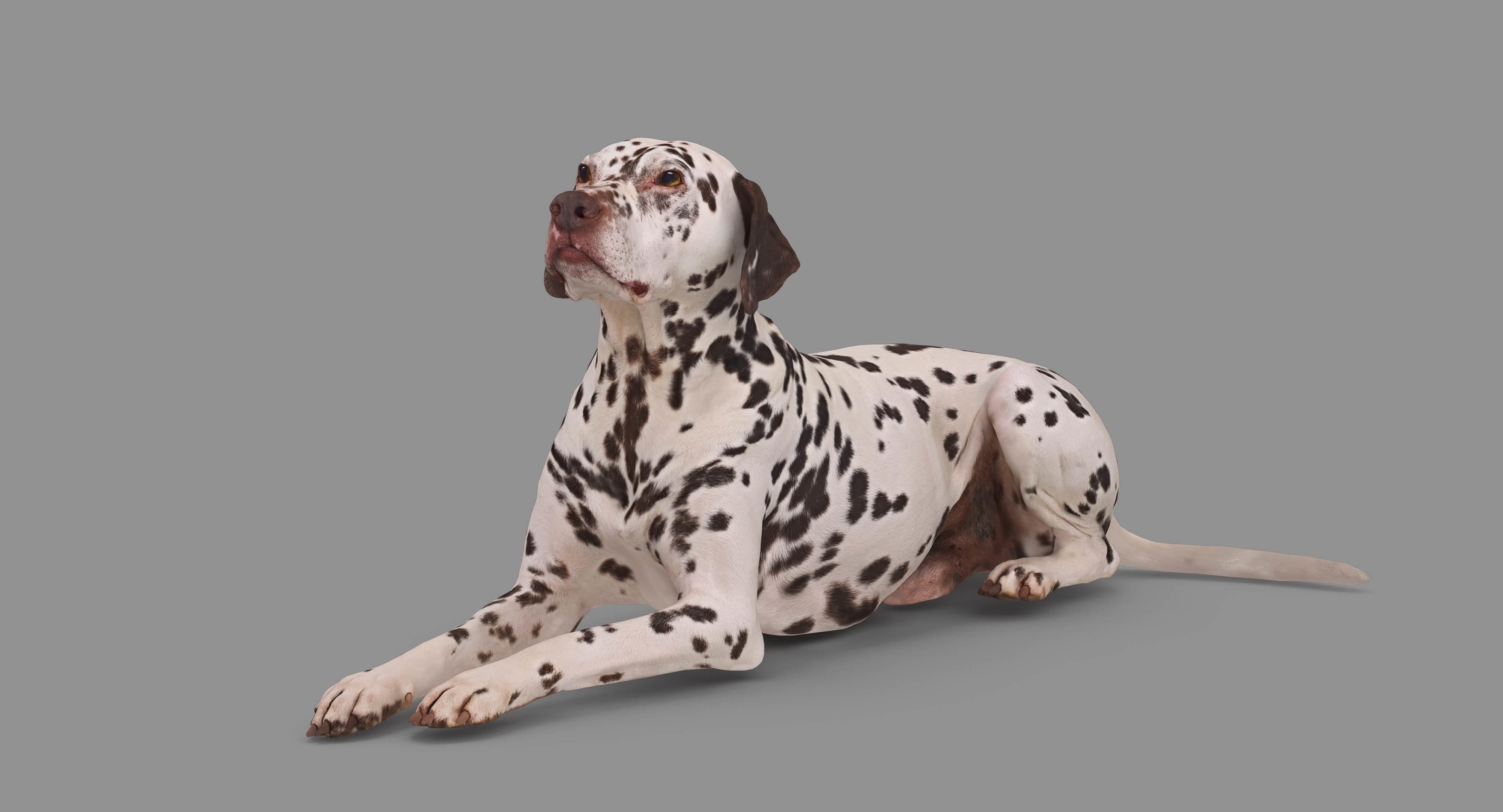 Dalmatian Lying Dog Low-poly 3D model_41