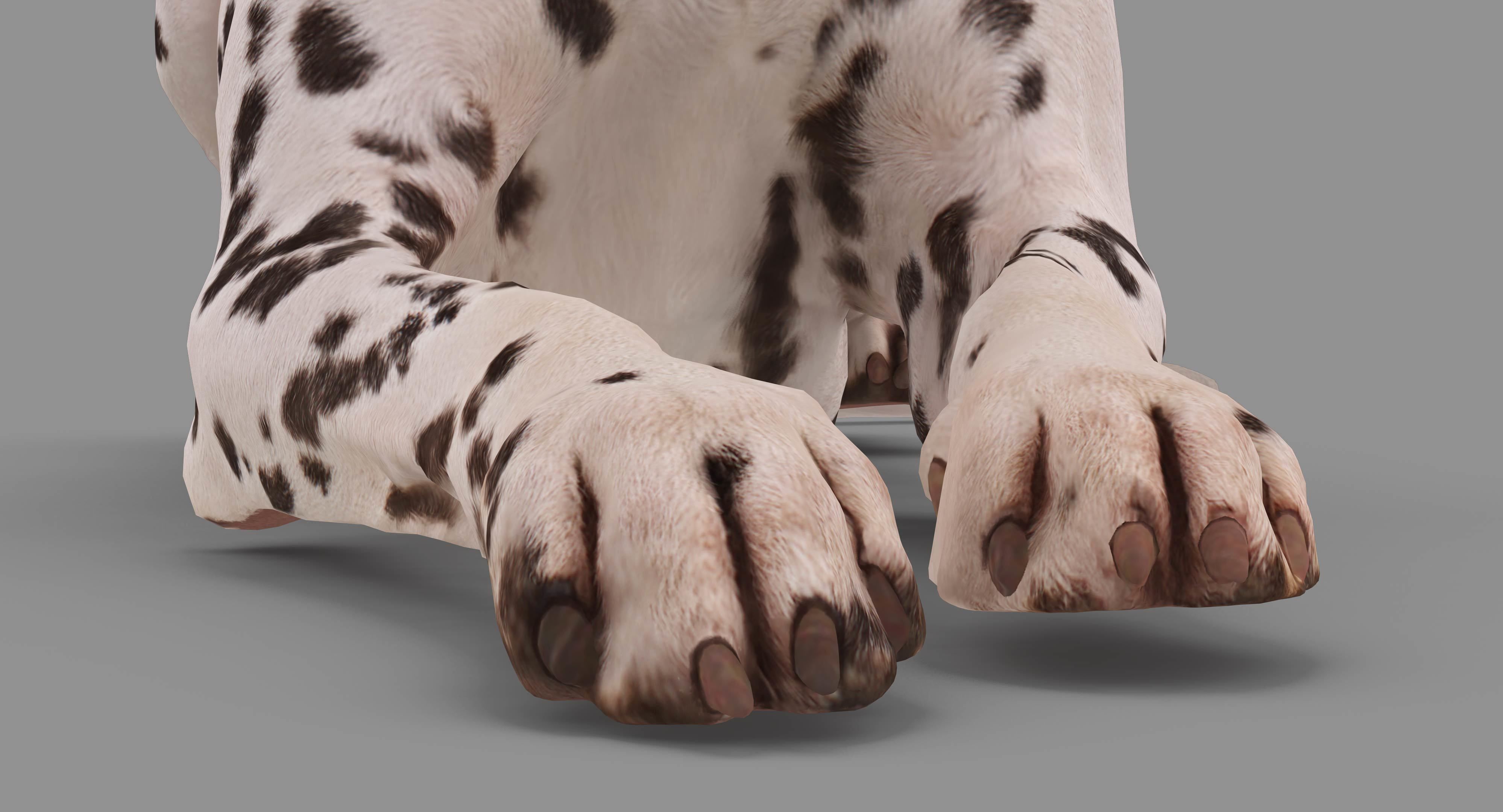 Dalmatian Lying Dog Low-poly 3D model_21