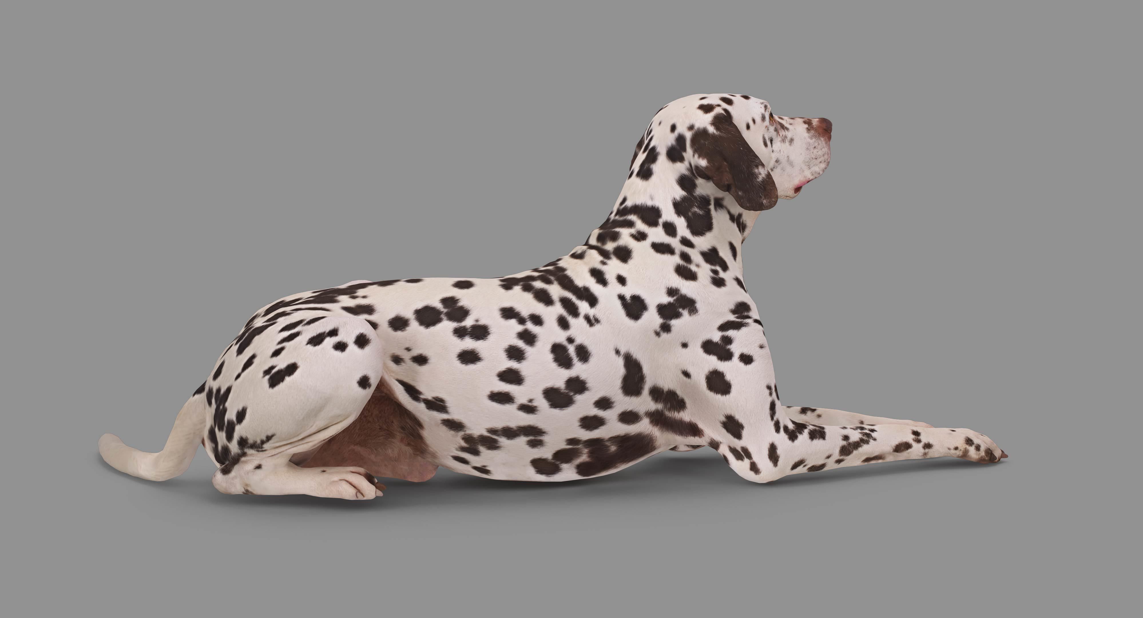 Dalmatian Lying Dog Low-poly 3D model_59