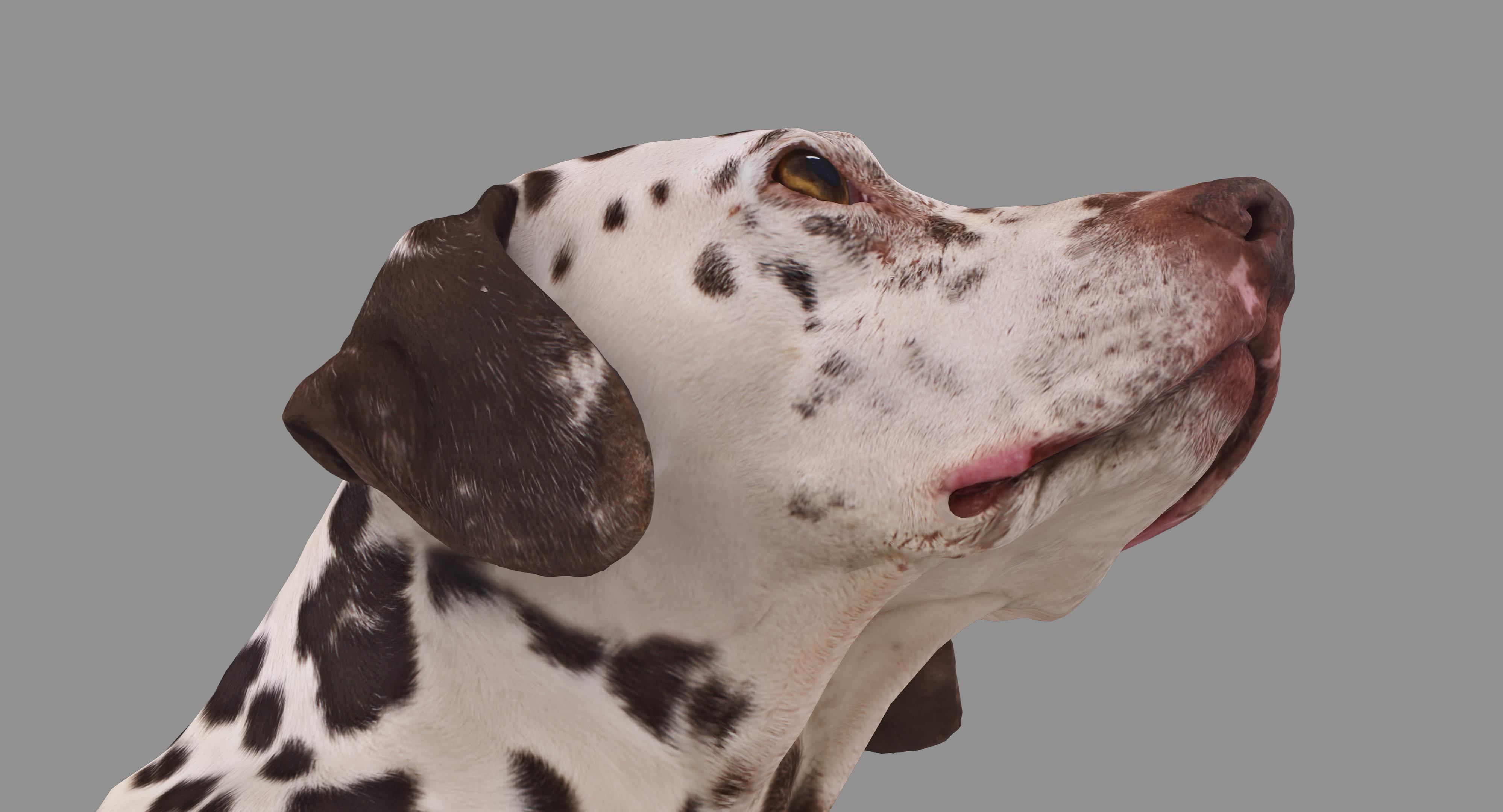 Dalmatian Lying Dog Low-poly 3D model_17