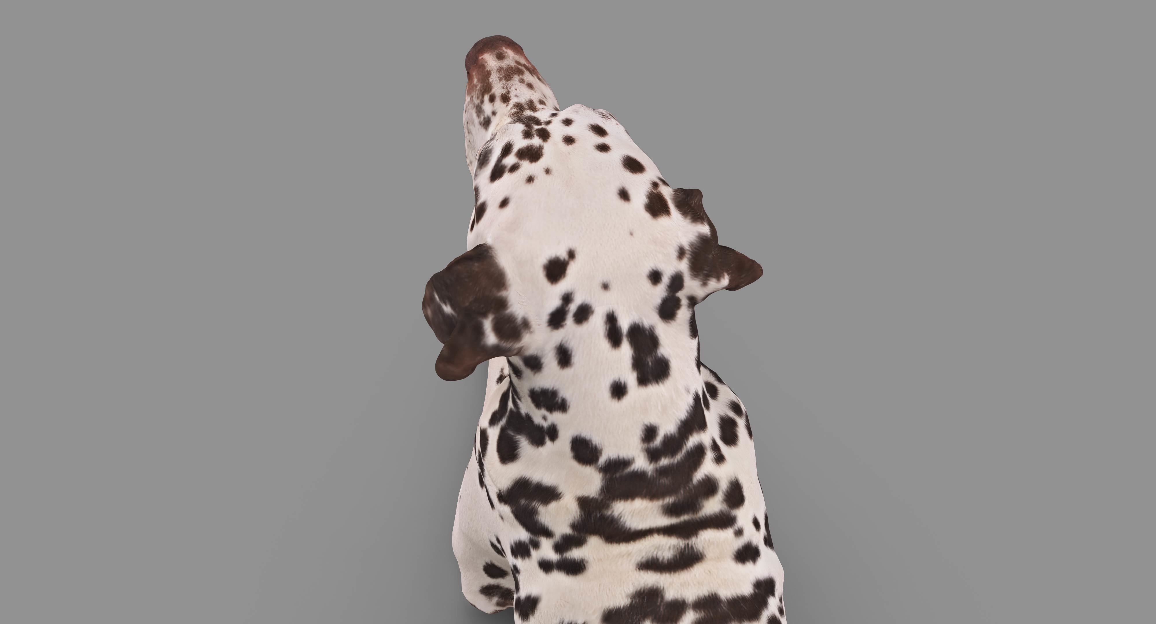Dalmatian Lying Dog Low-poly 3D model_35