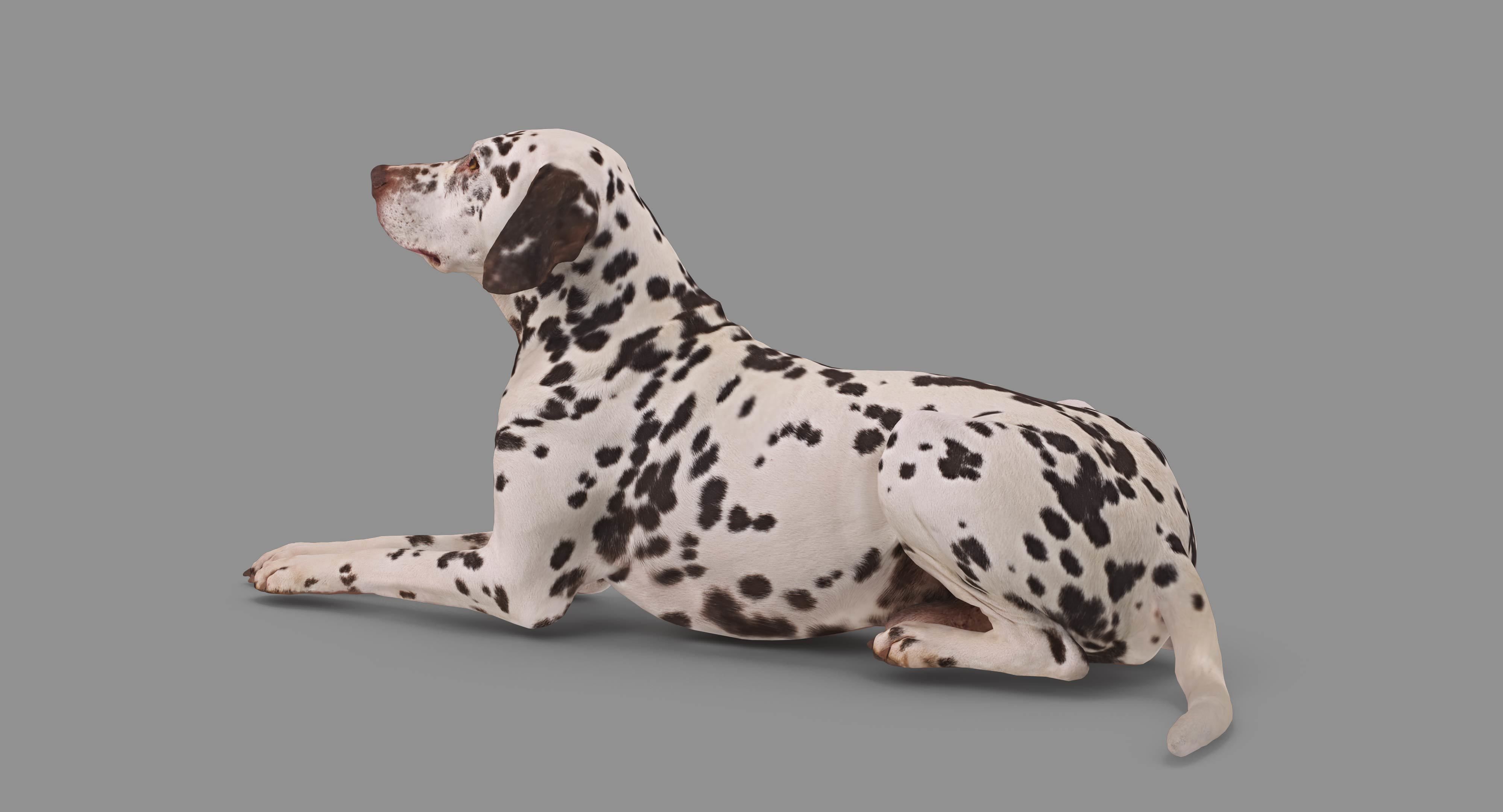 Dalmatian Lying Dog Low-poly 3D model_77