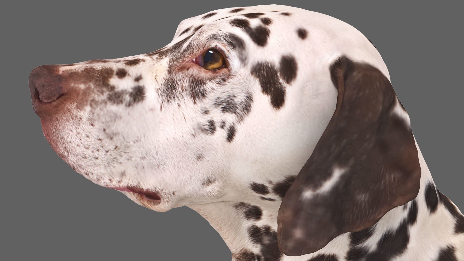 Dalmatian Lying Dog Low-poly 3D model_5