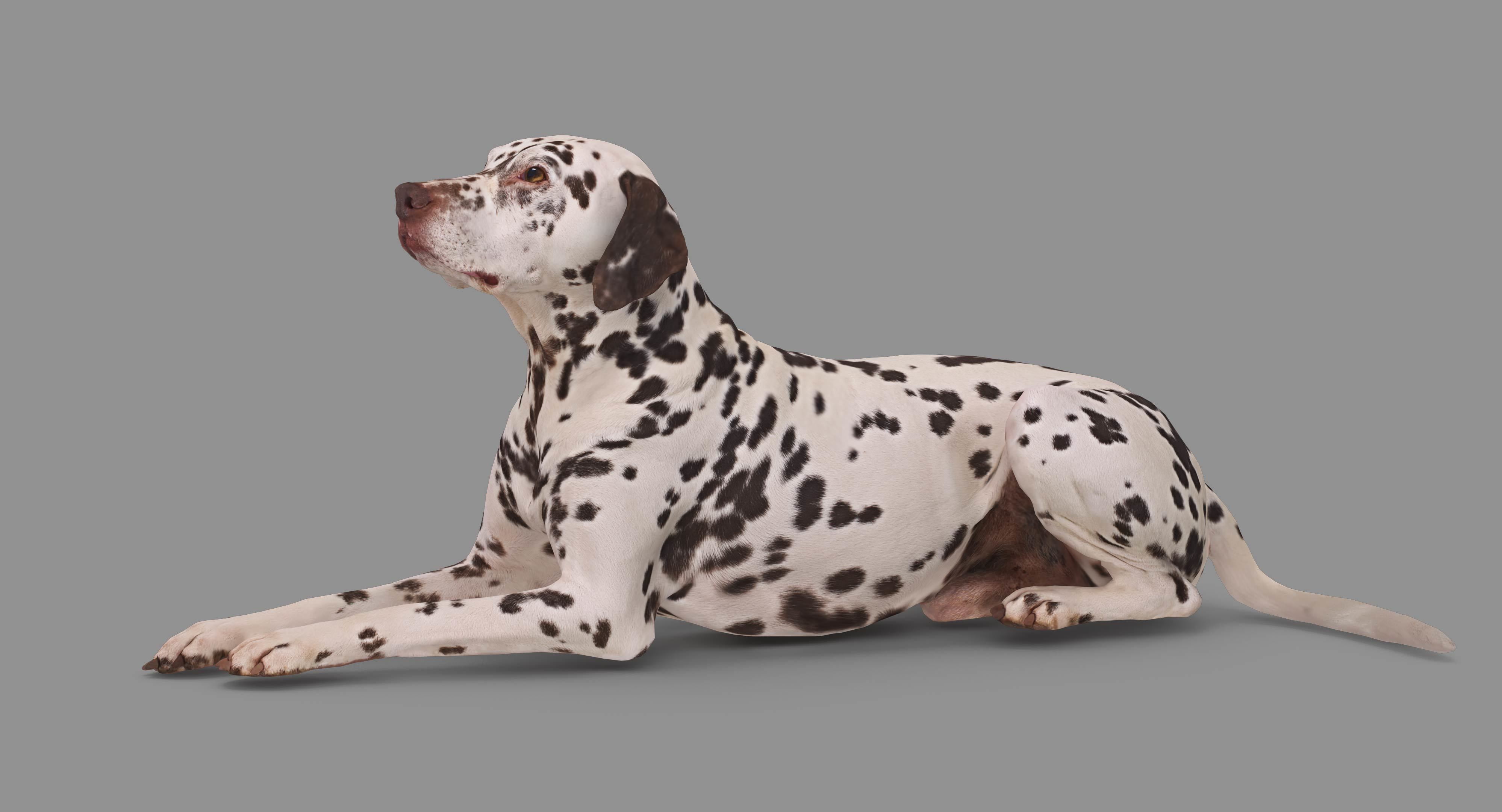 Dalmatian Lying Dog Low-poly 3D model_83