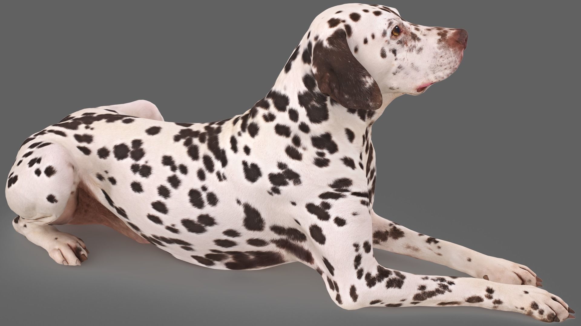 Dalmatian Lying Dog Low-poly 3D model_4