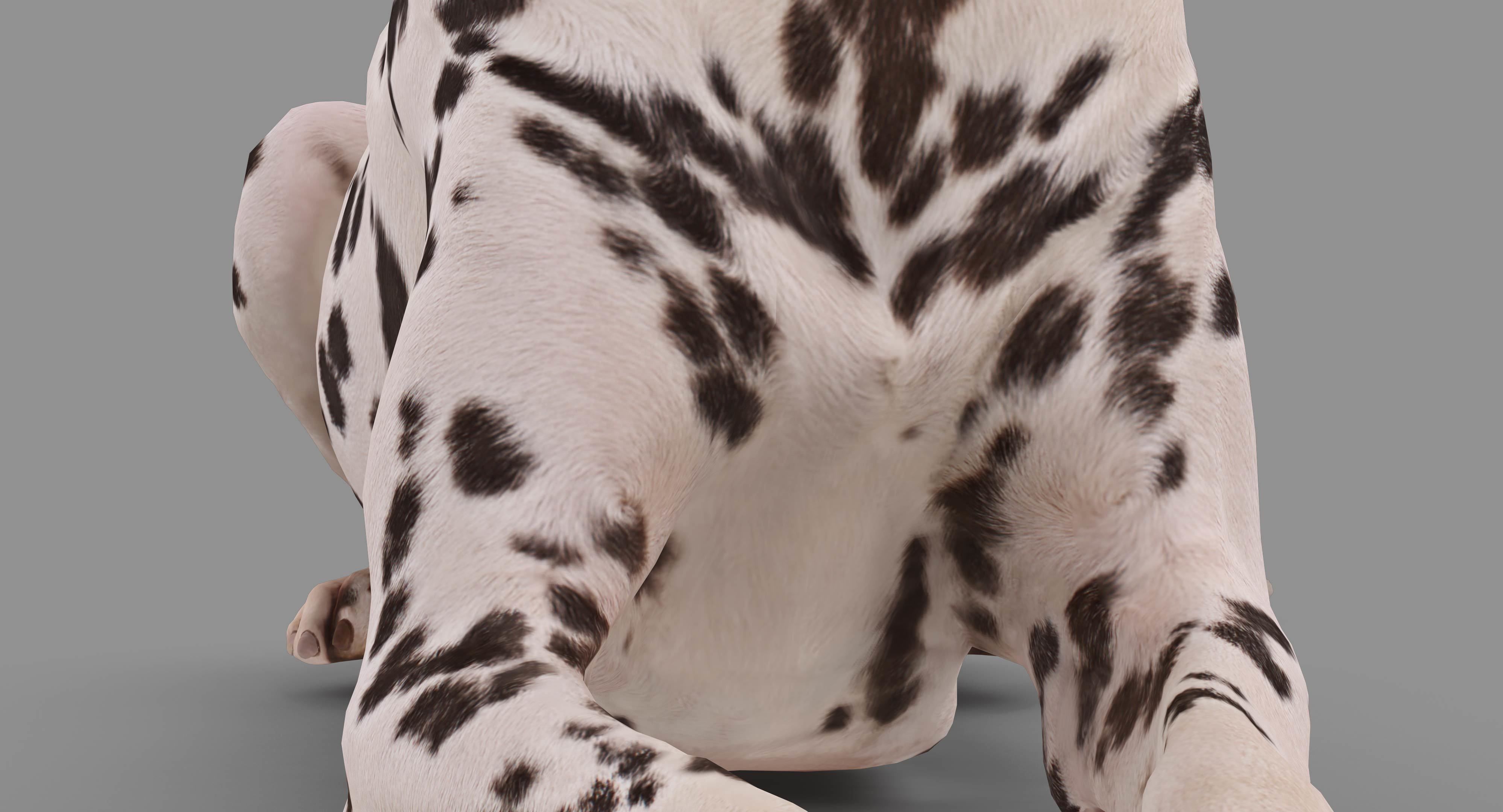 Dalmatian Lying Dog Low-poly 3D model_19