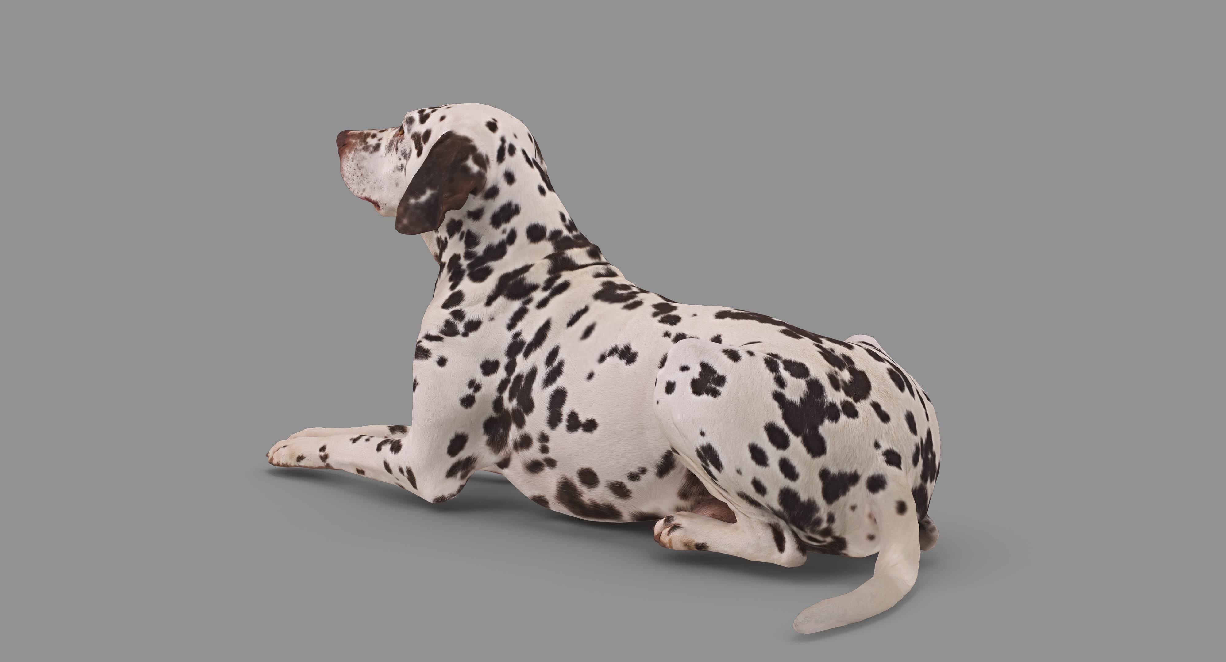 Dalmatian Lying Dog Low-poly 3D model_75