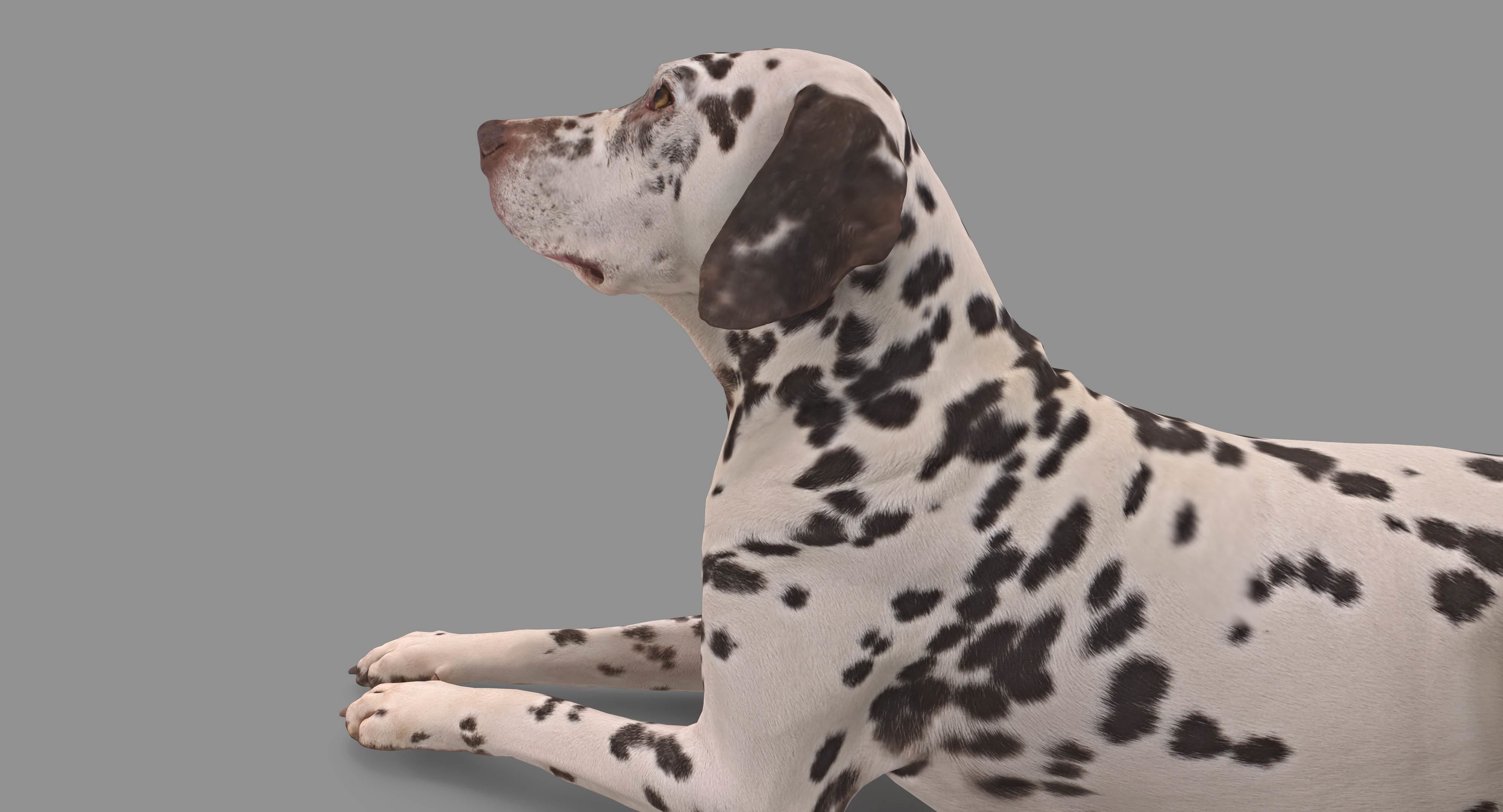 Dalmatian Lying Dog Low-poly 3D model_101