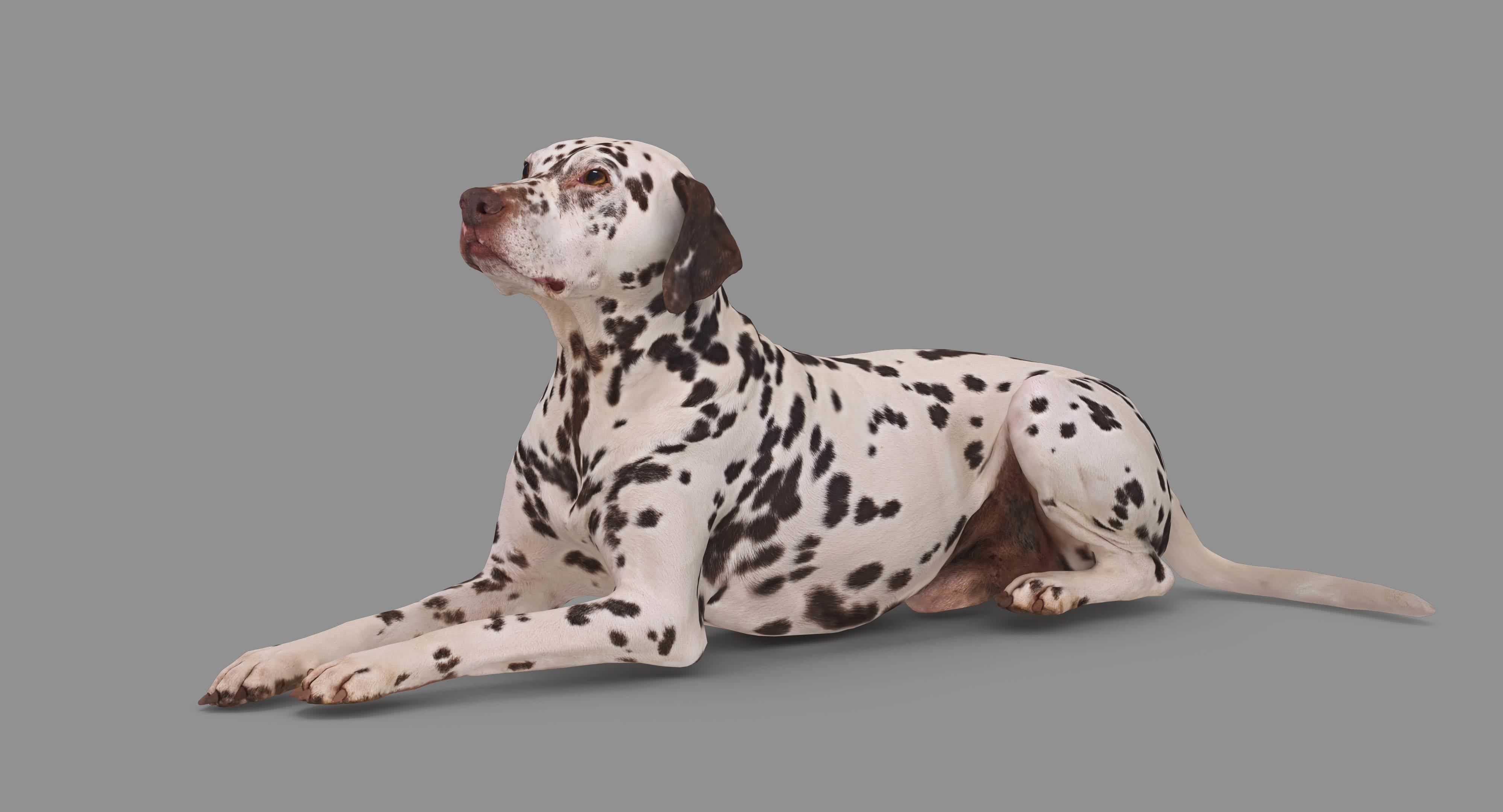 Dalmatian Lying Dog Low-poly 3D model_85